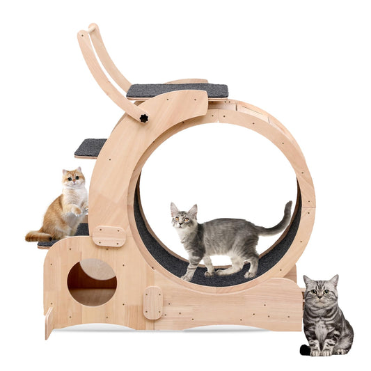Cat Wheel Parent