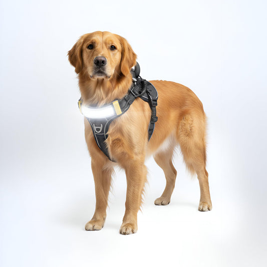 LED Light-Up Dog Harness for Night Safety
